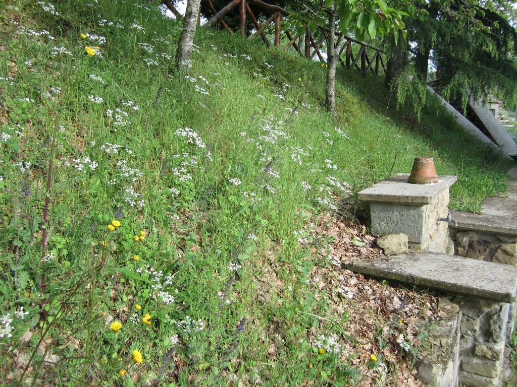 Bed And Breakfast Country Hill Arezzo Dış mekan fotoğraf